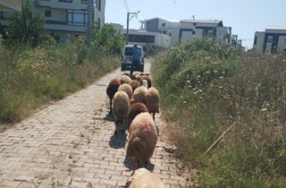 Koyunları kaybolan çiftçinin yardımına Gemlik Zabıtası koştu